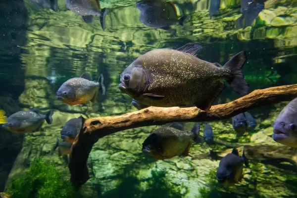 Piranha fishes in Tropicarium Budapest