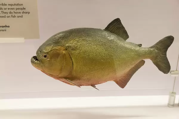 Piranha
