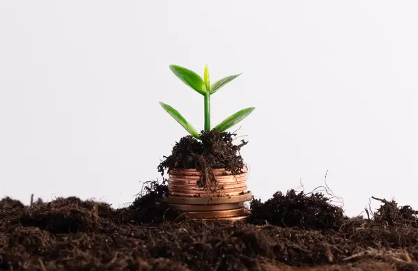 Plant Growing Out Of Coin Stack