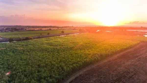 Plantagen bei Sonnenuntergang im fernen Asien - Luftaufnahme