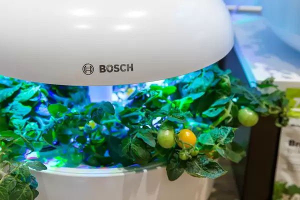 Planting tomatoes in a small indoor garden with Bosch SmartGrow