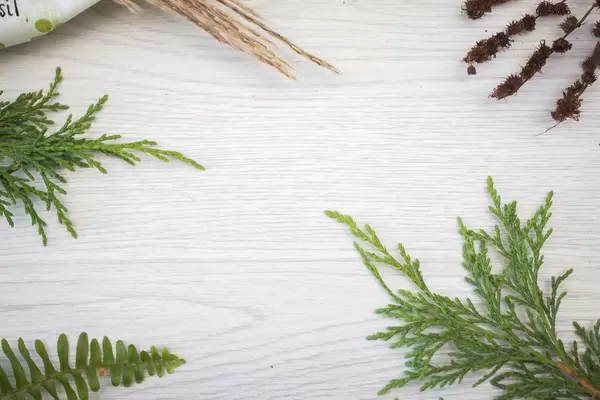 Plants Branchs  on a White Backgournd