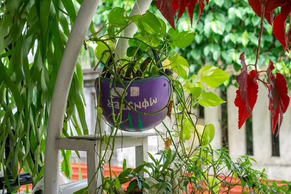 Plants growing out of a Hanging Plastic Protection Motorbike Helmet filled with Soil for Decoration of an Outdoor Cafe