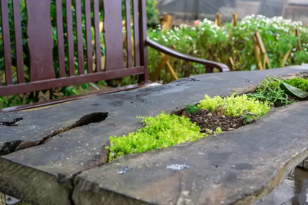 Plants growing out of a Wooden Table in an Outdoor Cafe in Dalat, Vietnam