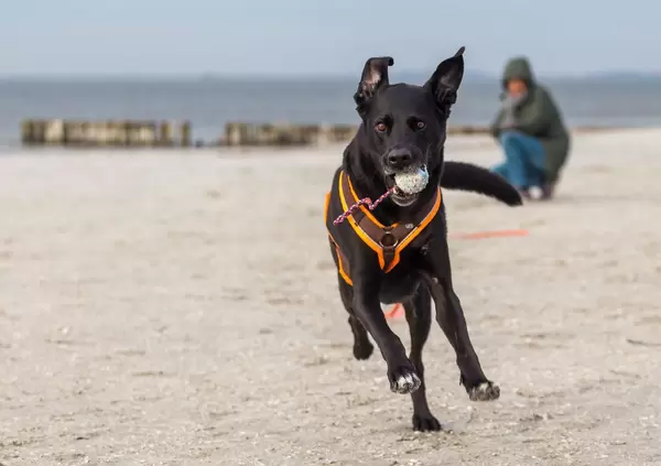 Playful black dog plays Fetch with a ball toy on a white beach
