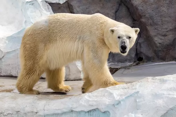 Polar Bear