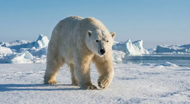 Polarbär in eisiger Arktislandschaft