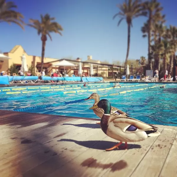 Pollenca Club Ressort. #triathlon #travel #training #swimming #Fitness #sports #mallorca #sun