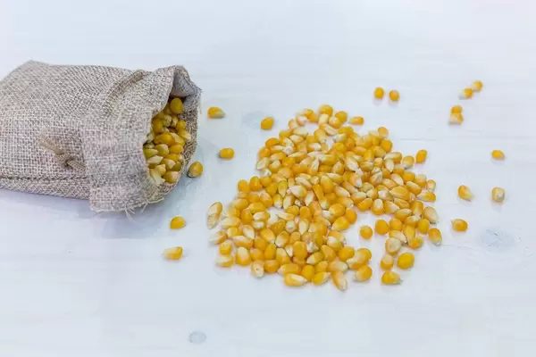 Popcornmais in einem Leinensack und auf einem Holztisch