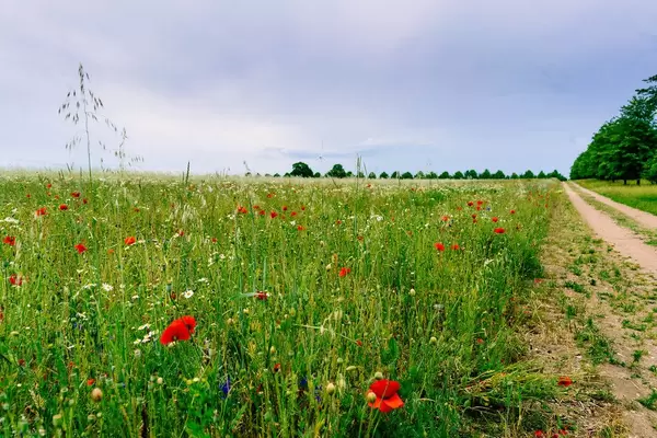 Poppy and grass field with white wind turbine in the background next to a country road