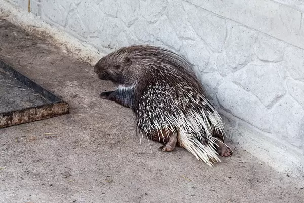 Porcupine animal with brown white quills in ecopark