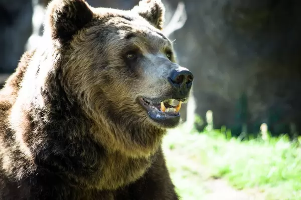Portrait eines Braunbären