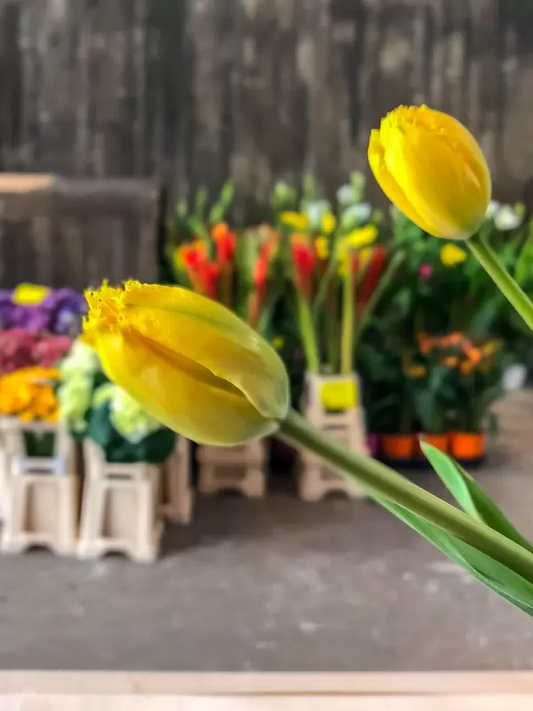 Portrait-Modus beim iPhone X mit Fake-Bokeh