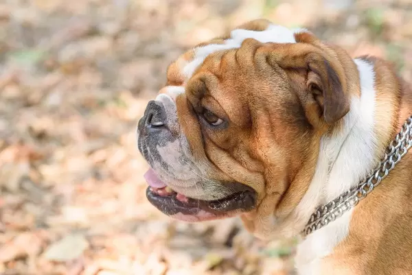 Portrait of English bulldog