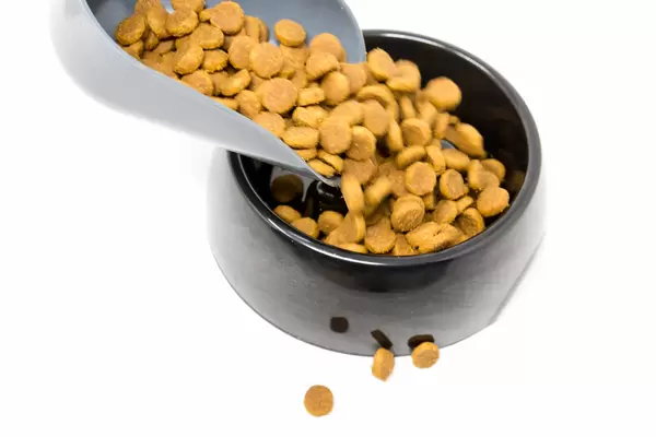 Pouring dog croquettes from the scoop into a black dog bowl on a white background