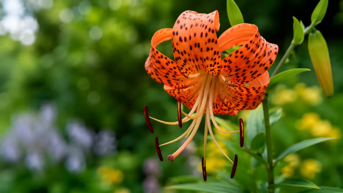 Prachtvolle Tigerlilie in leuchtendem Orange