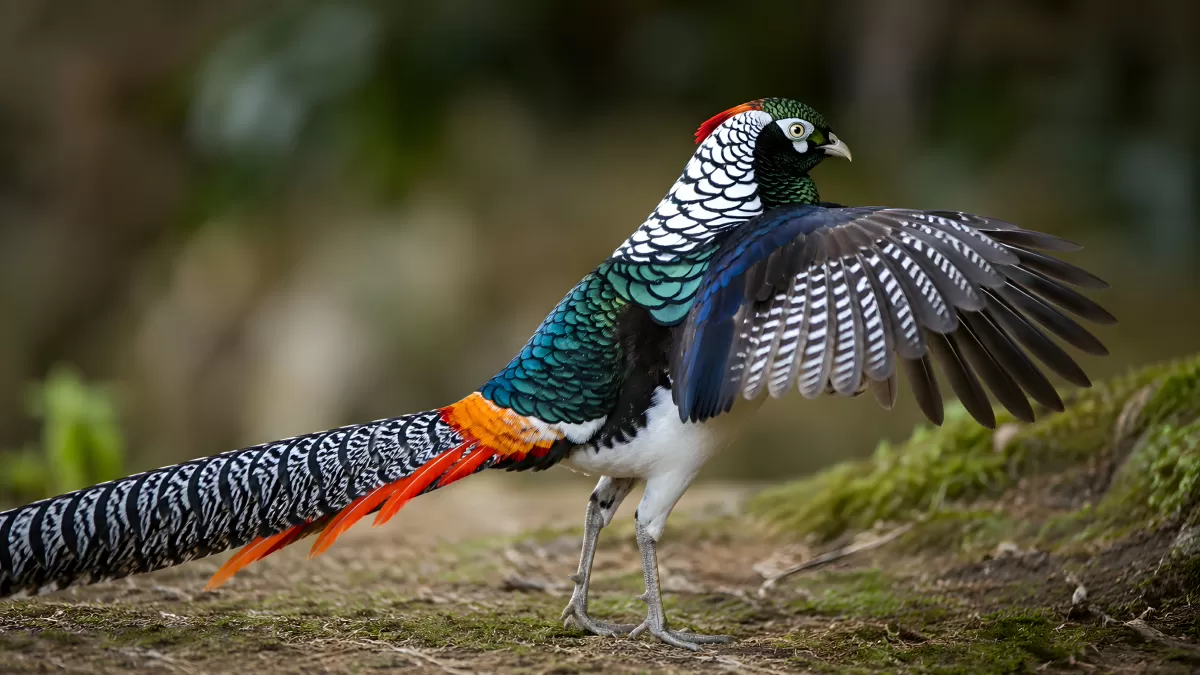 Prächtiger Ohrfasan breitet seine Flügel aus