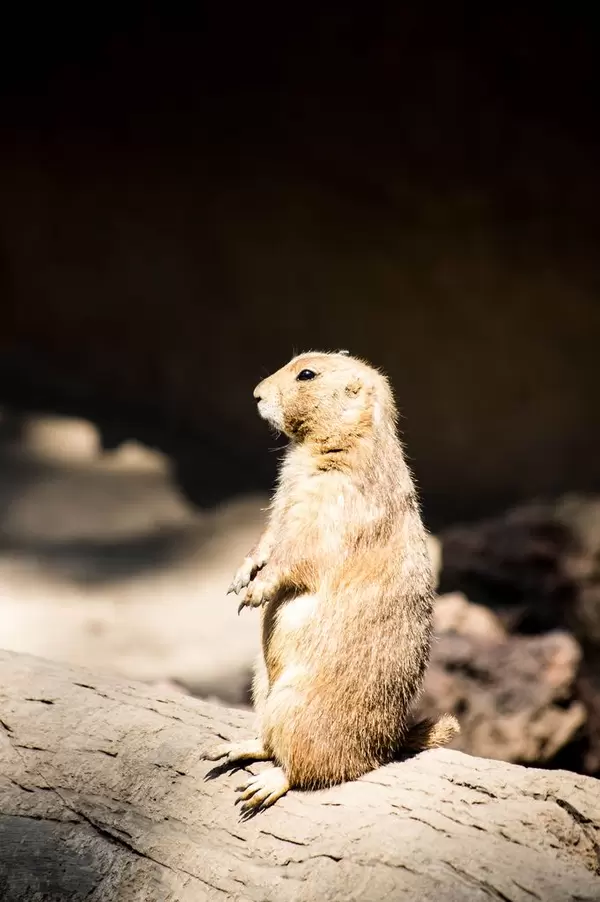 Prairie dog looking away (Flip 2019)