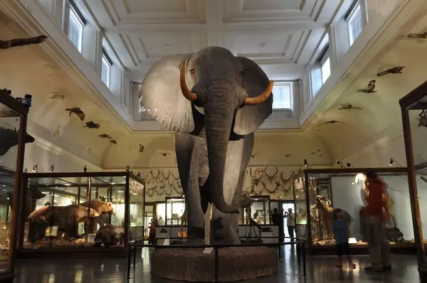 Präparierter Elefant im Naturhistorischen Museum in Göteborg
