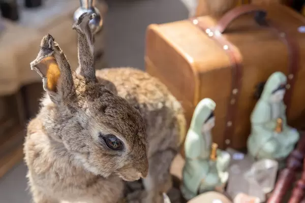 Präparierter Hase mit verschwommenem Hintergrund