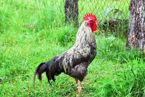 Pride cock with red comb on the grass