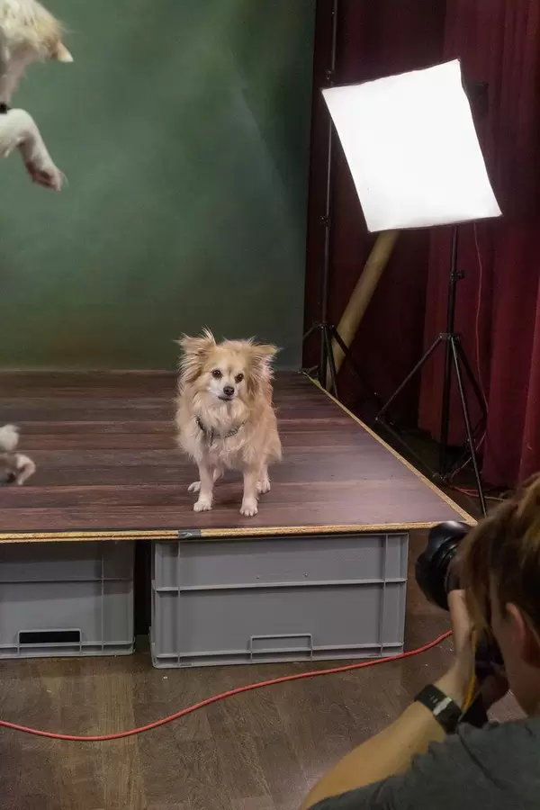 Professionelle Hundefotografie auf einer kleinen Bühne vor einer Fotografin auf der Hundemesse 2019 in Köln