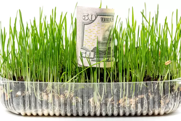 Profit growth concept - dollar bill and young wheat sprouts
