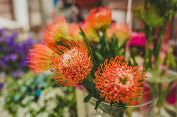 Protea Caffra Flower Botancial Clsoe Up (Flip 2019)