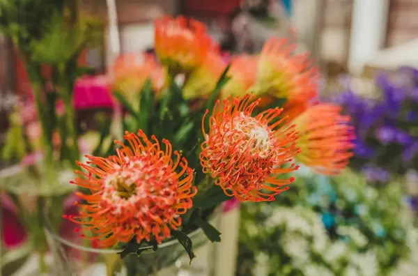 Protea Caffra Flower Botancial Clsoe Up