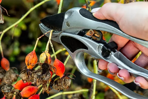 Pruning a rose Bush with a pruner close up