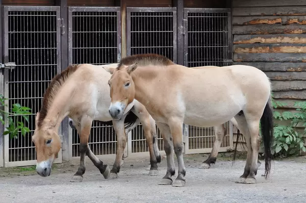 Przewalskipferde aus Ungarn