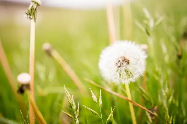Puffy dandelion flower