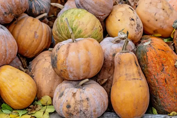Pumpkins in a pile in the garden