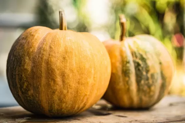 Pumpkins in the yard