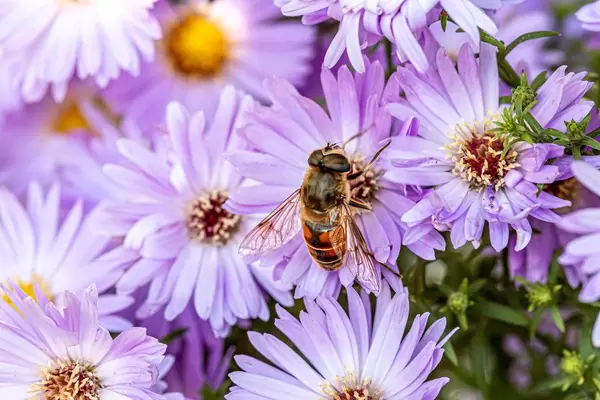 Purple flowers and bee collecting nectar (Flip 2019)