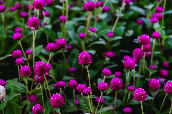 Purple flowers growing in a small garden (Flip 2019)