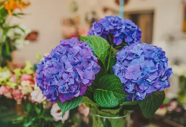 Purple Hydrangea Flowers Close Up  (Flip 2019)