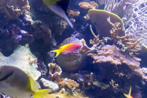 Purple Queen Anthias (Pseudanthias pascalus) female at Shedd Aquarium