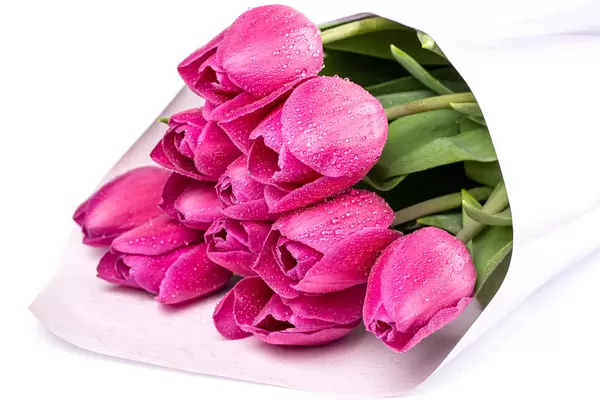 Purple tulips on white background