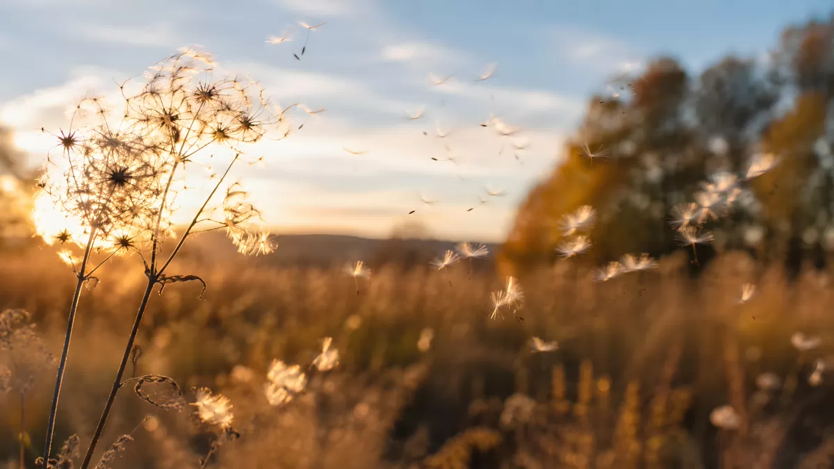 Pusteblume im Gegenlicht bei goldenem Sonnenuntergang