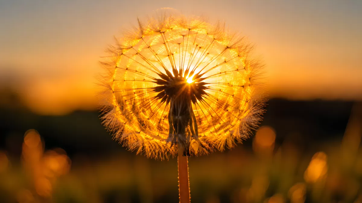 Pusteblume im Gegenlicht eines goldenen Sonnenuntergangs