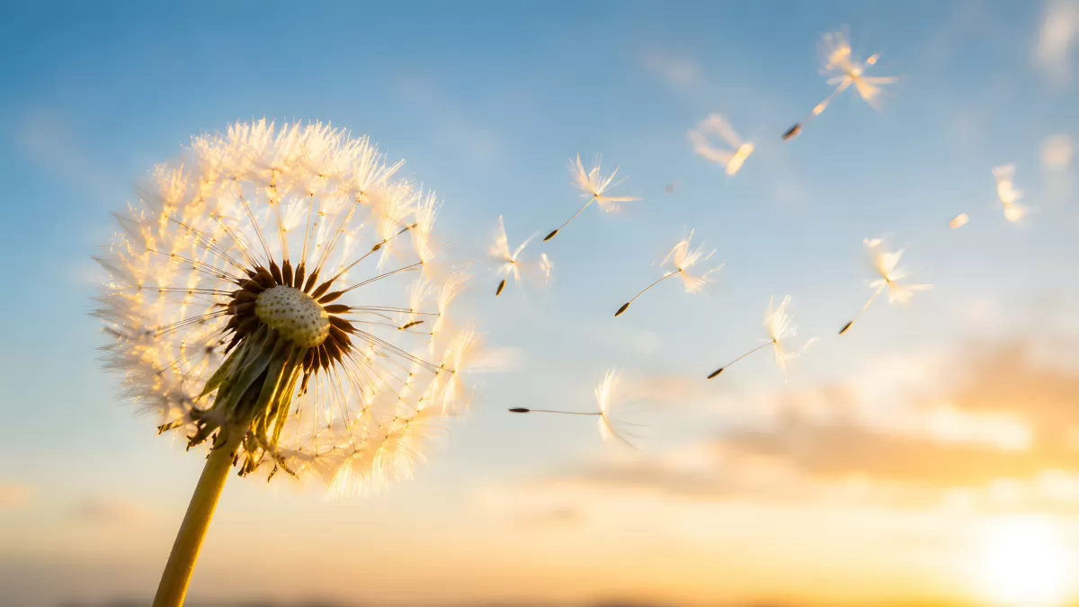 Pusteblume im Gegenlicht mit fliegenden Samen