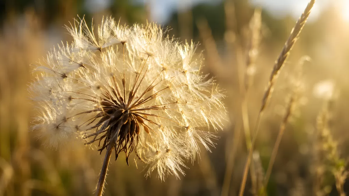 Pusteblume im goldenen Gegenlicht der Abendsonne