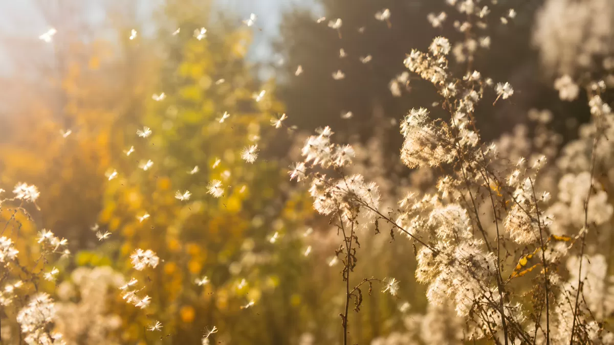 Pusteblumen-Samen fliegen im goldenen Herbstlicht