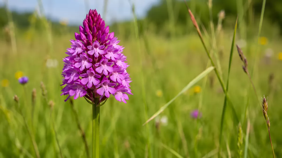 Pyramiden-Knabenkraut blüht auf sommerlicher Wiese