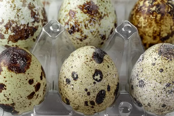 Quail eggs close-up