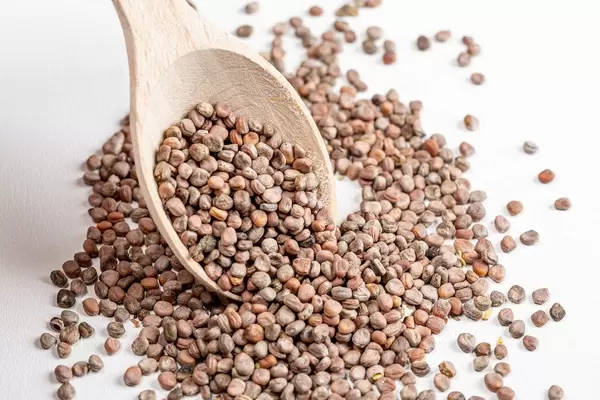 Radish seeds for growing micro greens with a wooden spoon on a white background