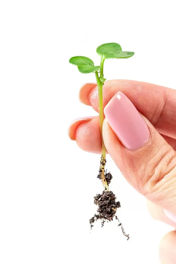 Radish sprout with a root in a woman's hand, close -up (Flip 2020)
