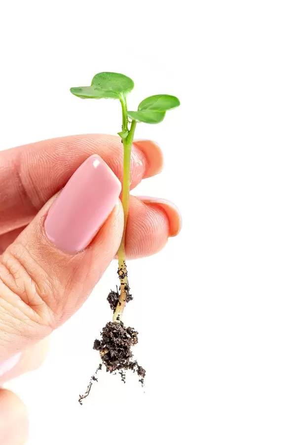 Radish-sprout-with-a-root-in-a-woman's-hand-close-up.jpg
