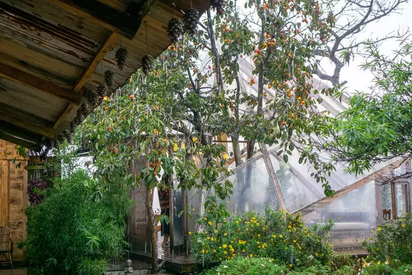 Rain dropping from Roof of Cafe with many Plants and Trees